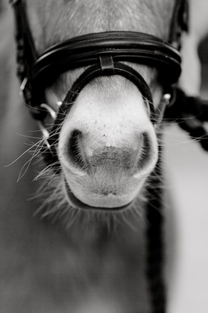 photographe équin canin fontainebleau nemours 77